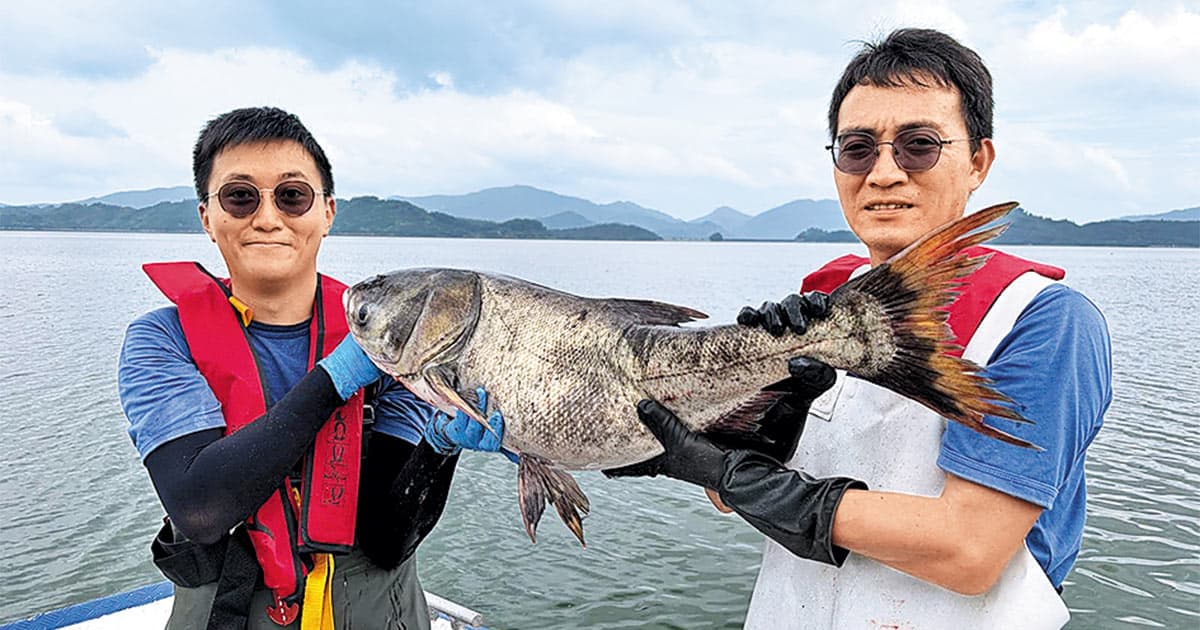 水塘養魚製燒賣湯包 加碼至5000斤
產自船灣淡水湖 水務署擬擴至大欖涌水塘